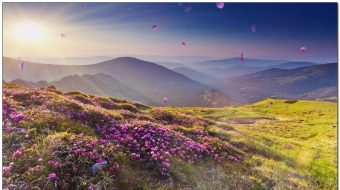 满山杜鹃花飘鲜花花瓣-众图网