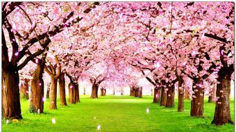 桃花林花路花瓣飘落背景视频-众图网