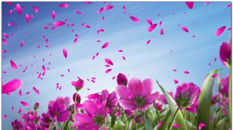 鲜花花瓣花朵花海背景视频-众图网