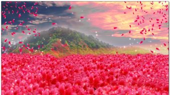 满山红艳艳映山红杜鹃花-众图网