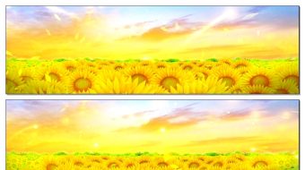 金光向日葵花海动态视频-众图网