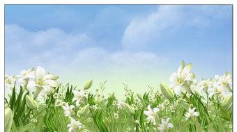 百合花海视频素材-众图网