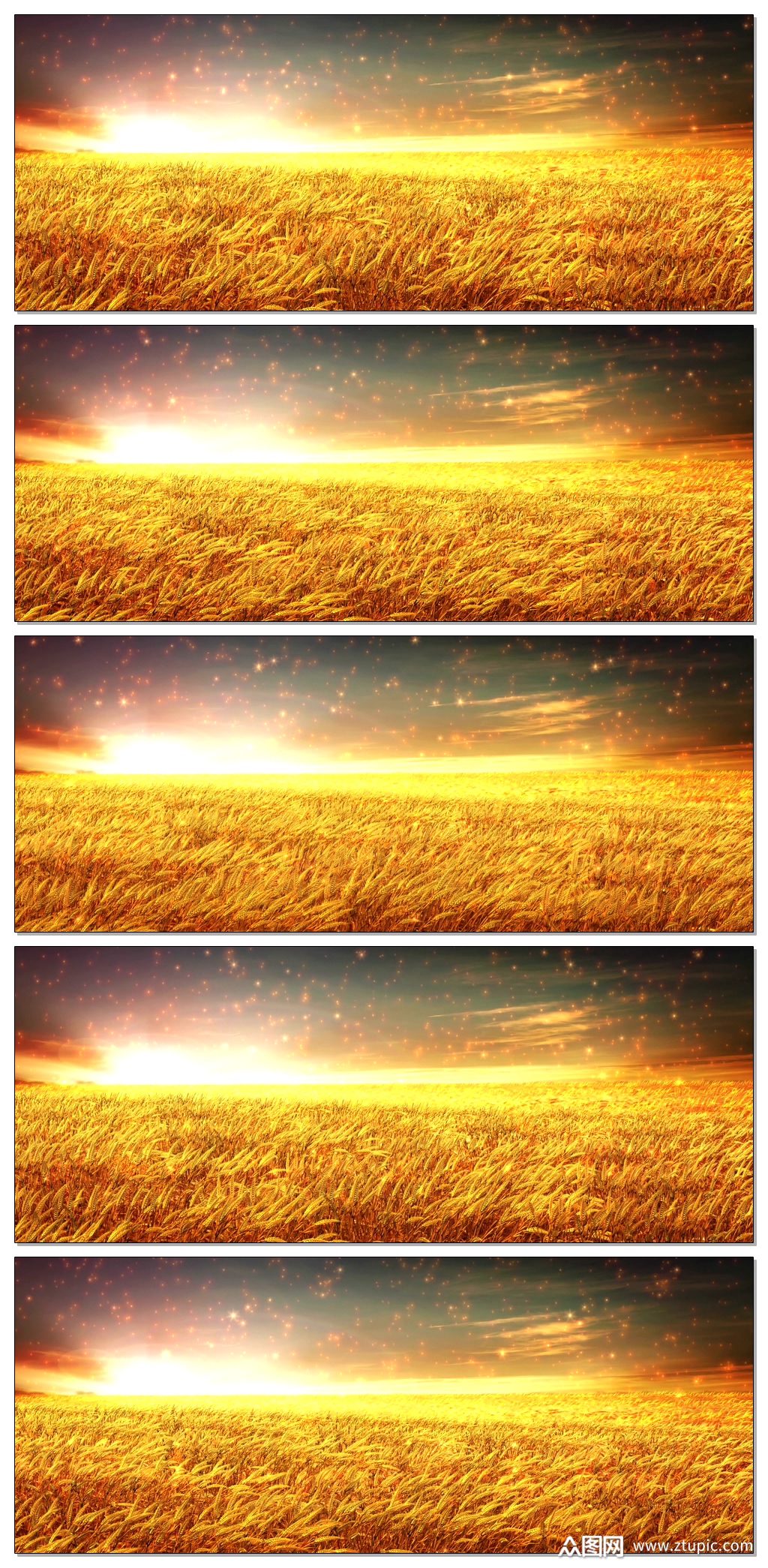 金色麦浪麦田丰收年麦子素材