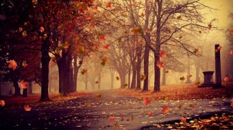 枫树枫叶秋天落叶背景视频-众图网