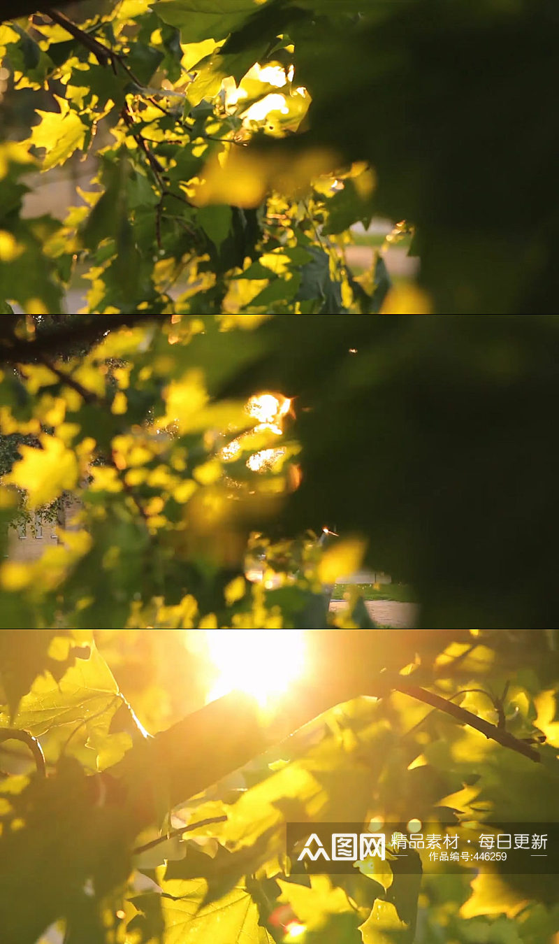 绿草植物秋季阳光空镜头素材