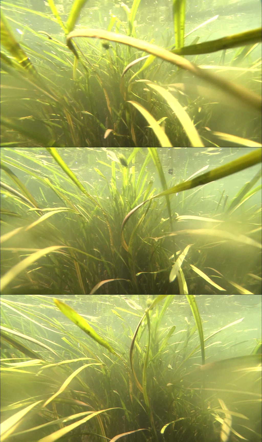 绿草植物水底水草素材
