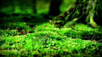 绿草植物植物生命力-众图网