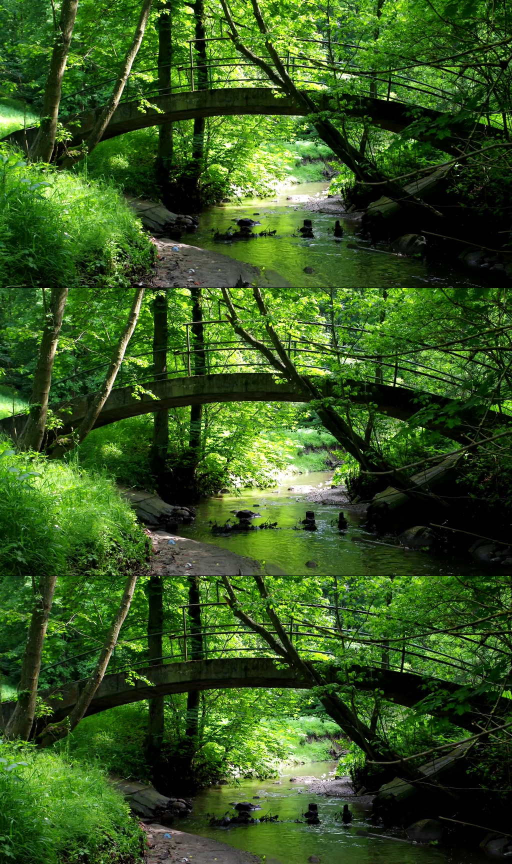 绿草植物森林阳光素材