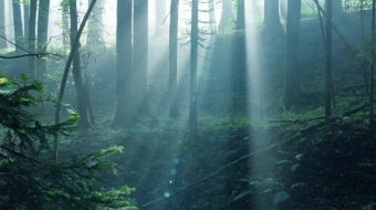 绿草植物原始森林空镜头-众图网