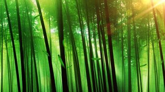 梦幻绿色生态森林实拍-众图网