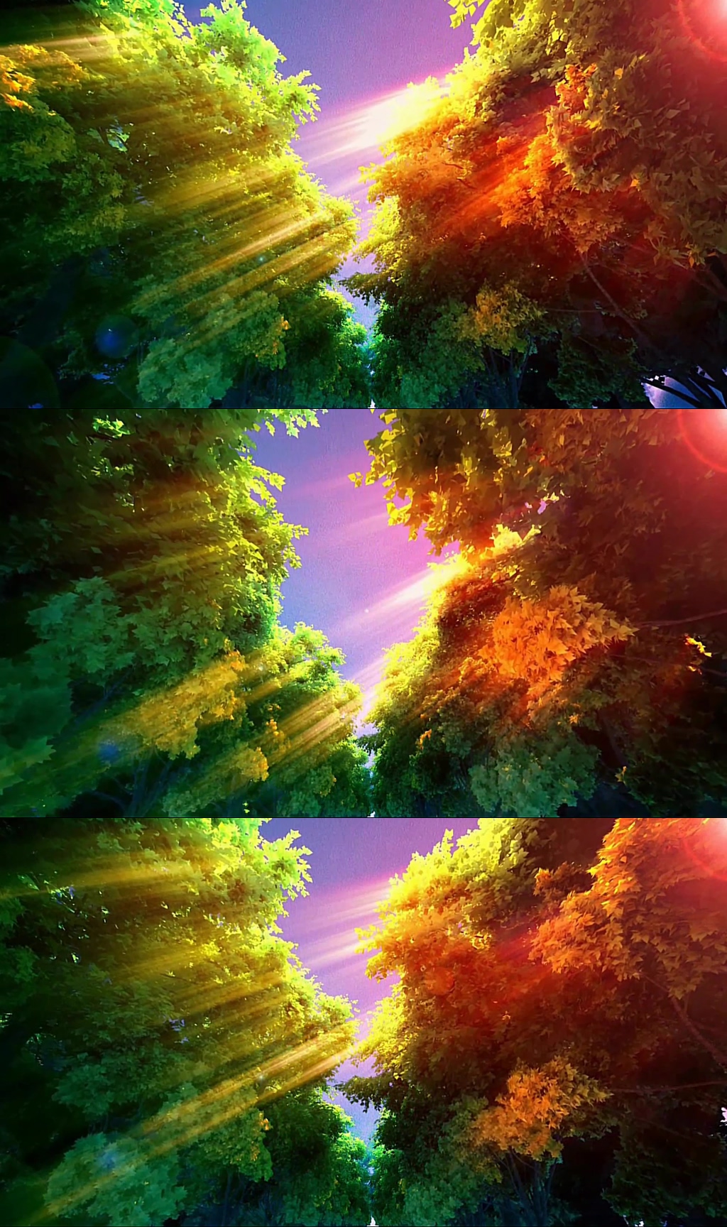 梦幻绿色生态森林实拍素材