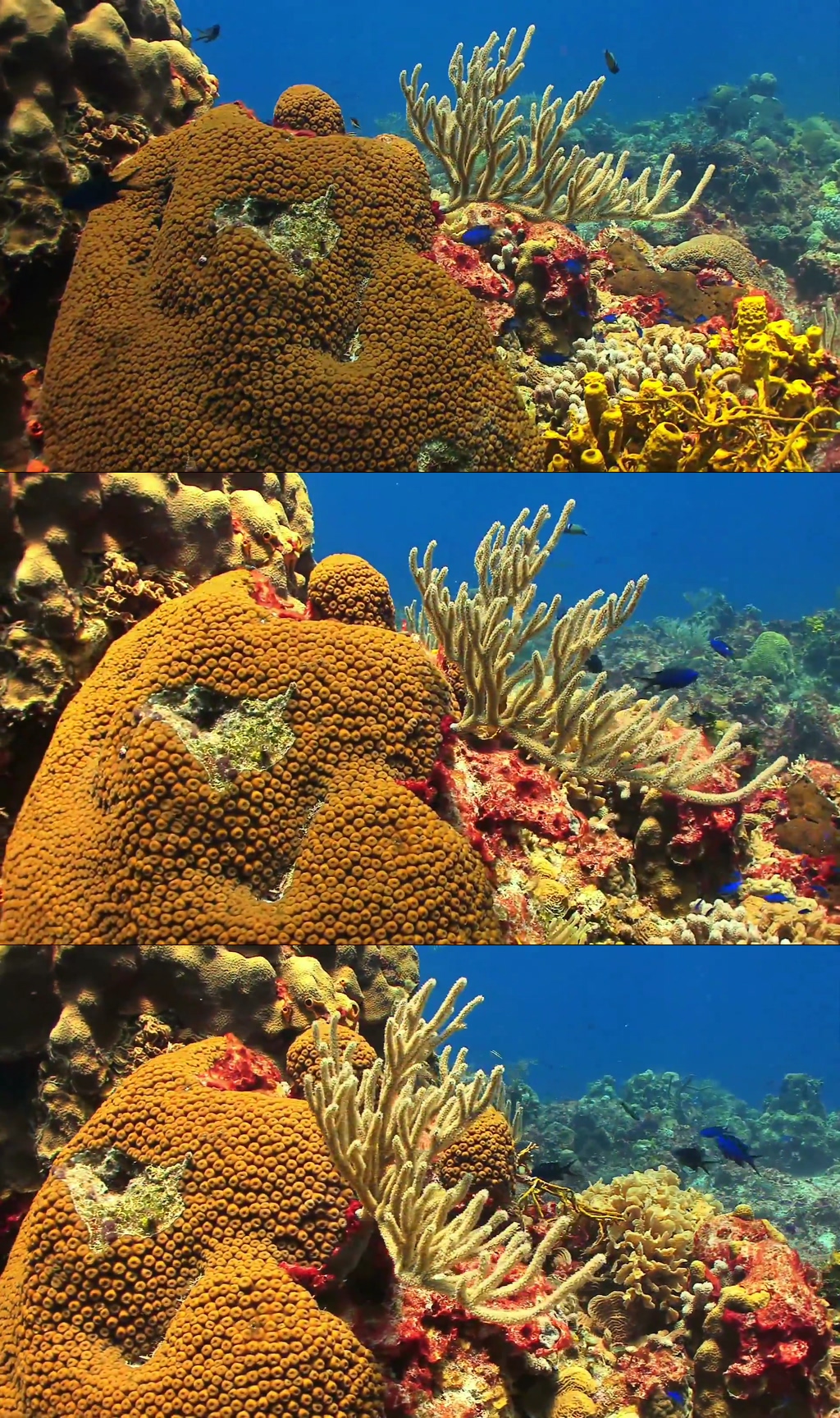 大自然动物植物实拍视频素材
