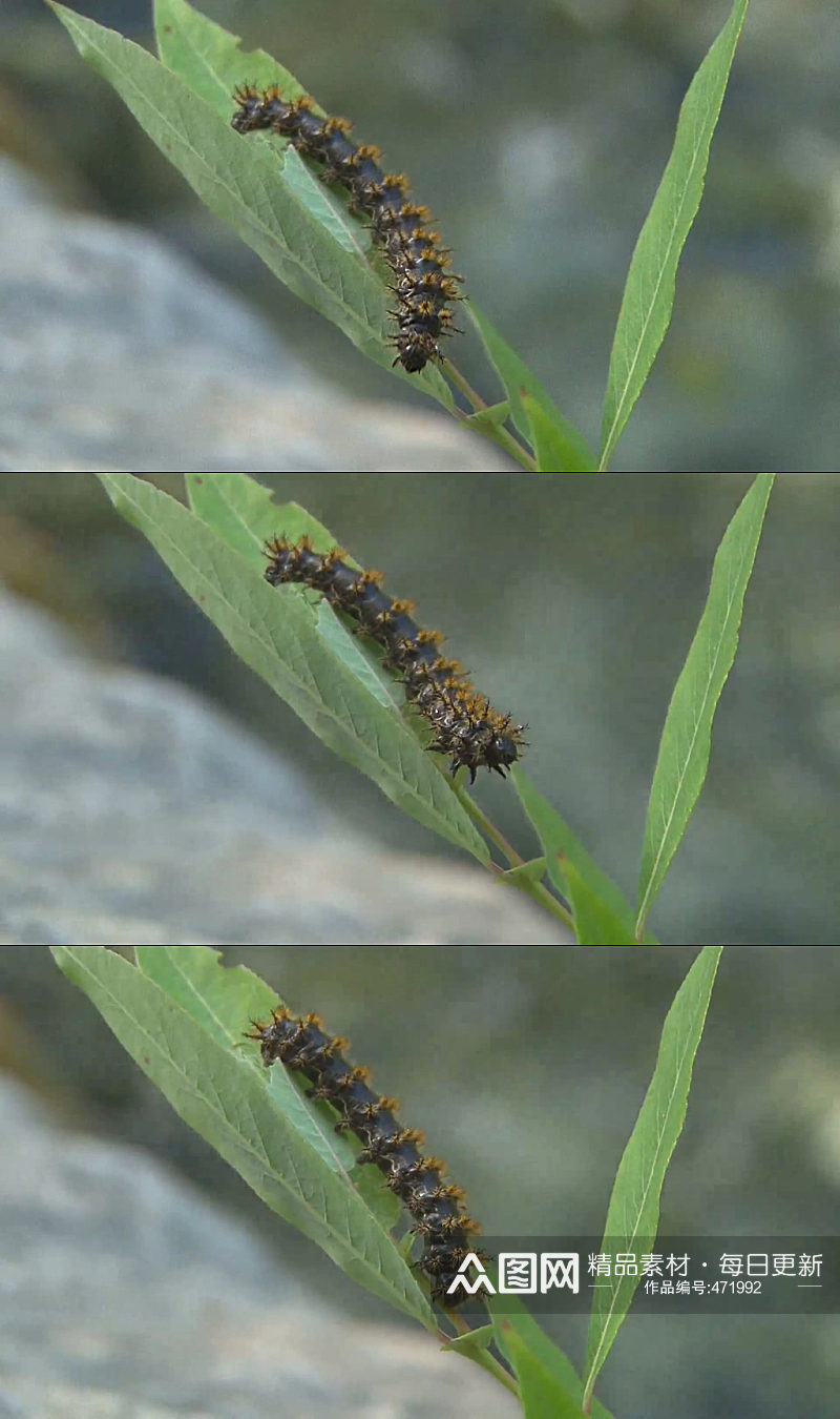 大自然动物植物实拍视频素材