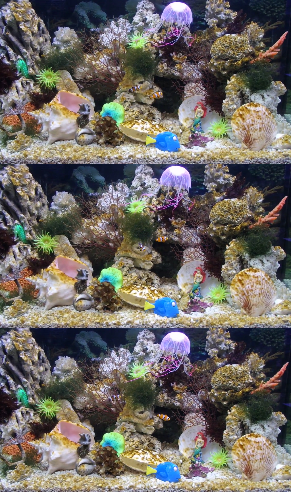 大自然动物植物实拍视频素材