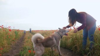 宠物唯美自然风光实拍素材-众图网