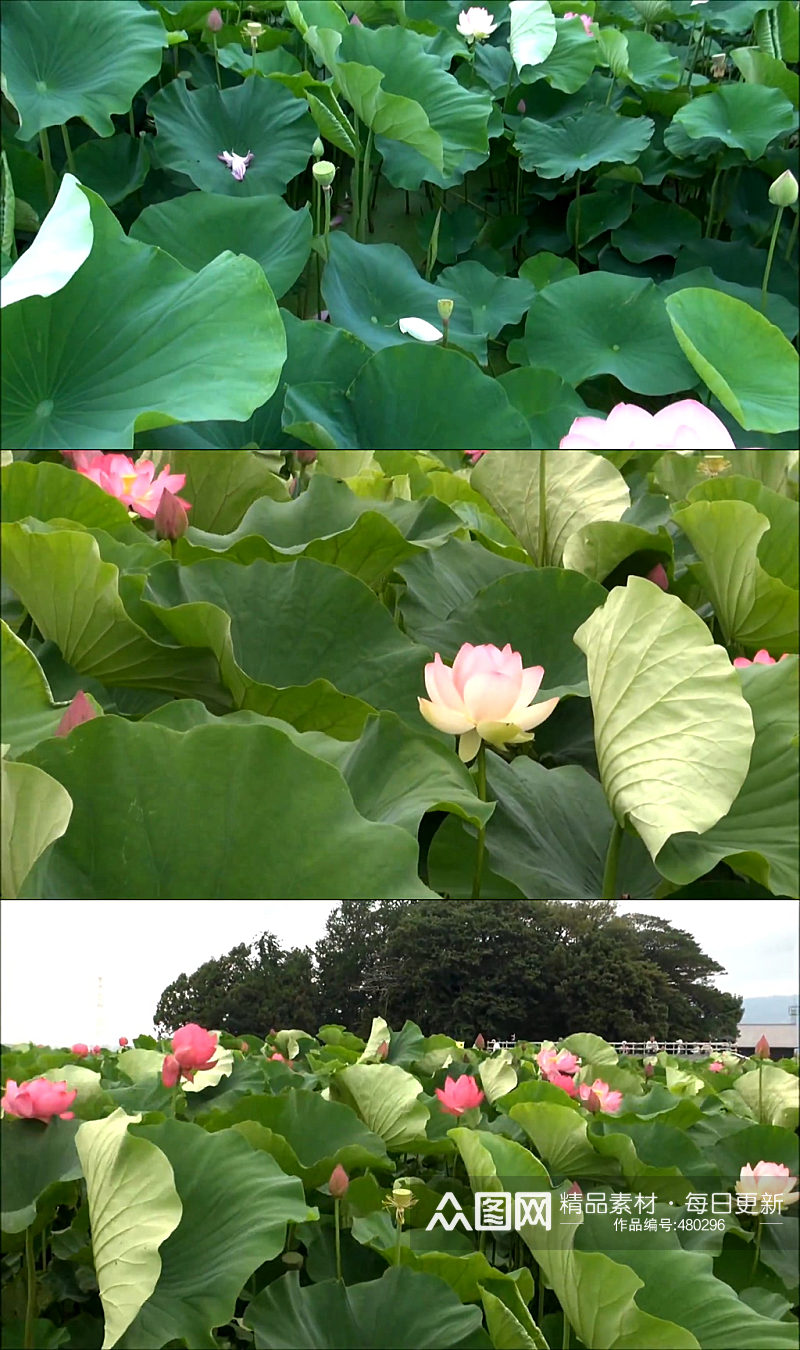 池塘蜻蜓荷花夏天荷叶素材