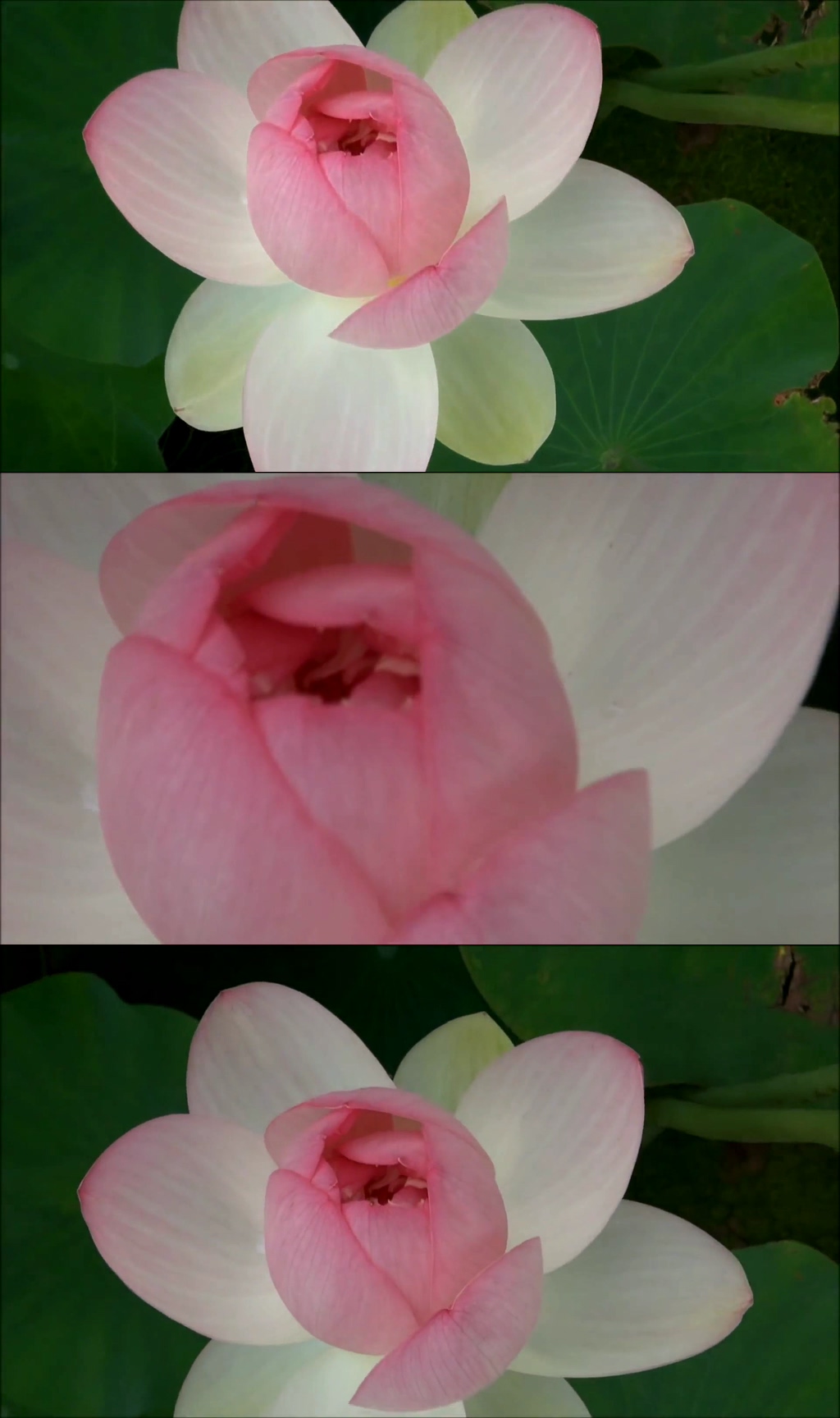 池塘蜻蜓荷花夏天荷叶素材
