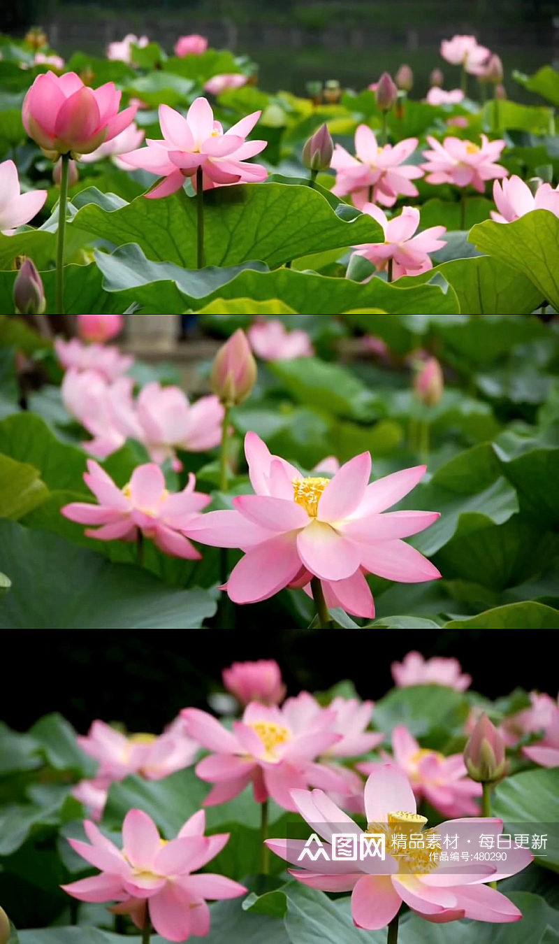 池塘蜻蜓荷花夏天荷叶素材