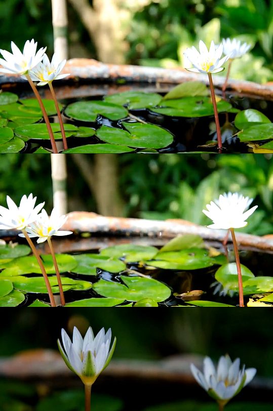 池塘蜻蜓荷花夏天荷叶视频-众图网