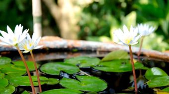 池塘蜻蜓荷花夏天荷叶视频-众图网