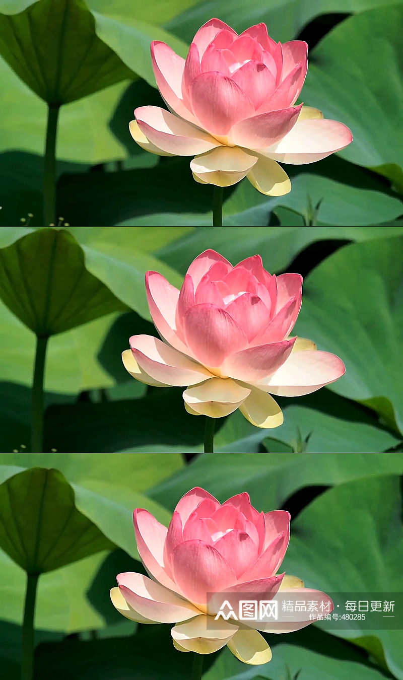 池塘蜻蜓荷花夏天荷叶素材