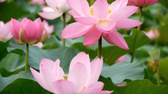 池塘蜻蜓荷花夏天荷叶-众图网