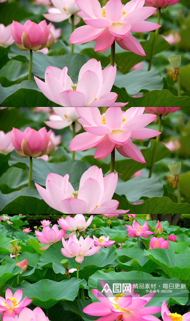 池塘蜻蜓荷花夏天荷叶素材