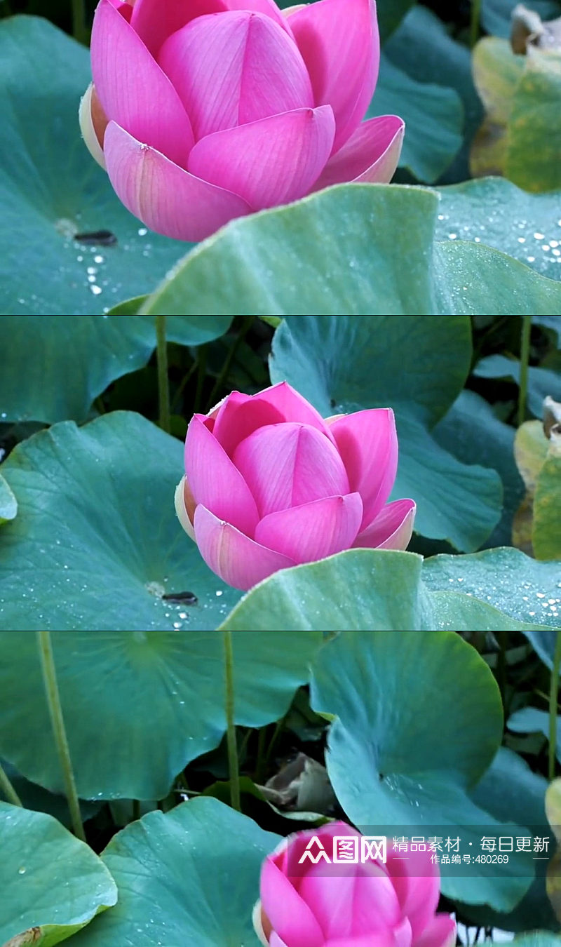 池塘蜻蜓荷花夏天荷叶素材