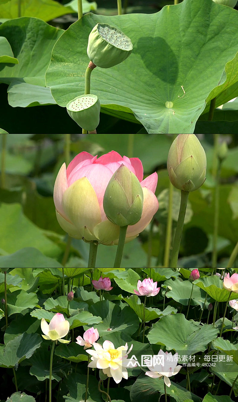 池塘蜻蜓荷花夏天荷叶素材