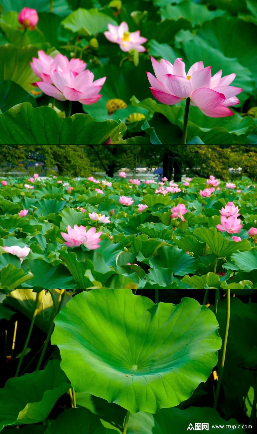 池塘蜻蜓荷花夏天荷叶