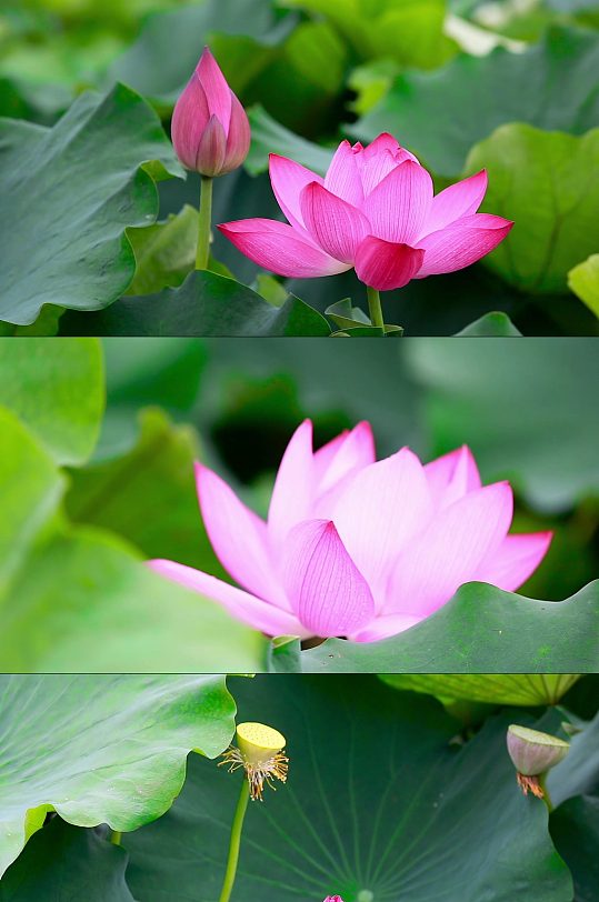 池塘蜻蜓荷花夏天荷叶 视频-众图网