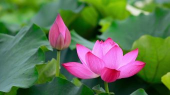 池塘蜻蜓荷花夏天荷叶 视频-众图网