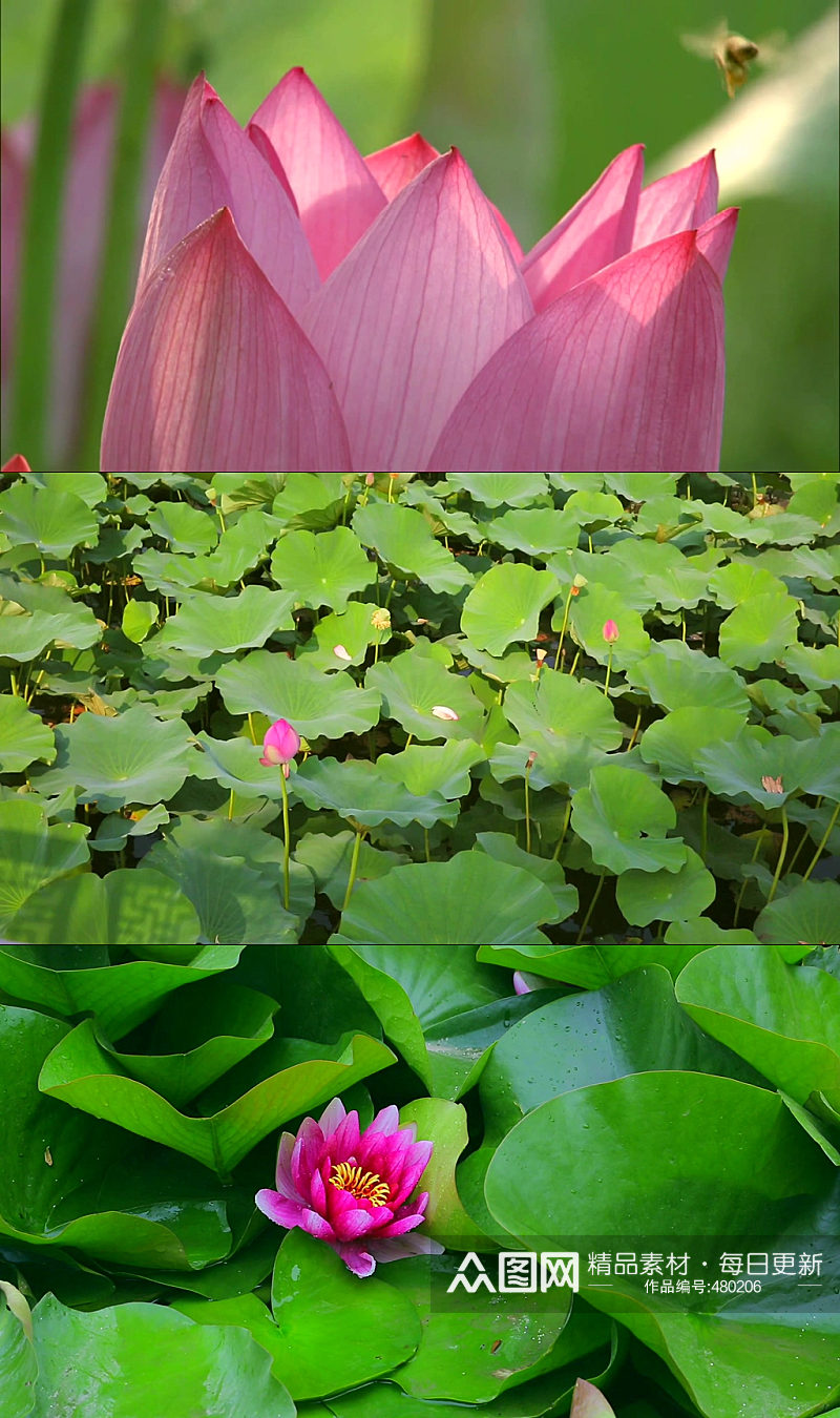 池塘蜻蜓荷花夏天荷叶素材