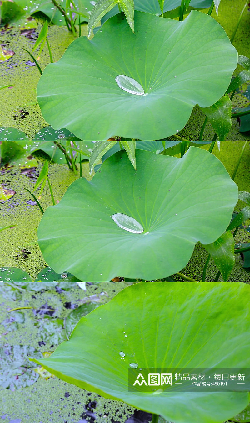 池塘蜻蜓荷花夏天荷叶素材