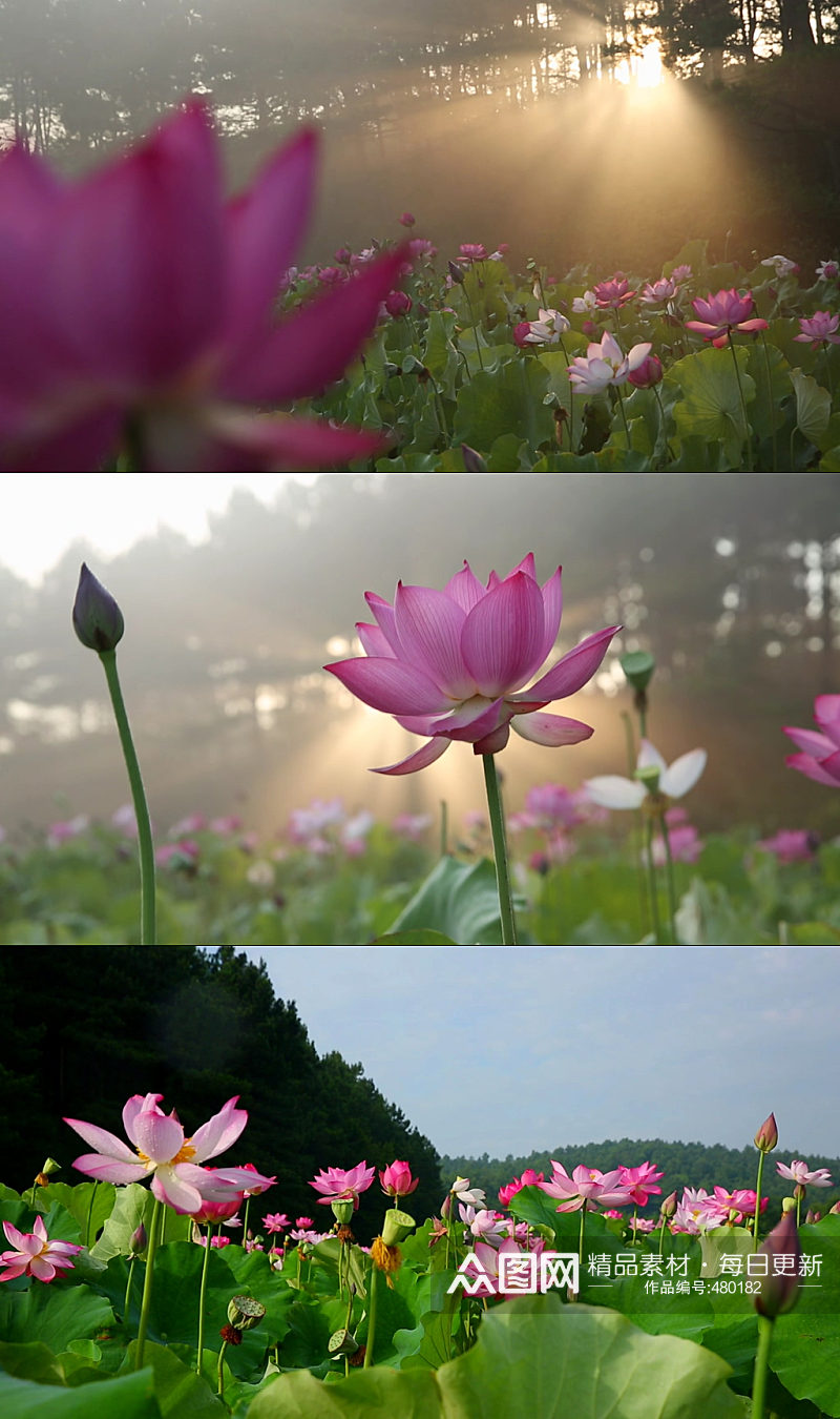 池塘蜻蜓荷花夏天荷叶素材