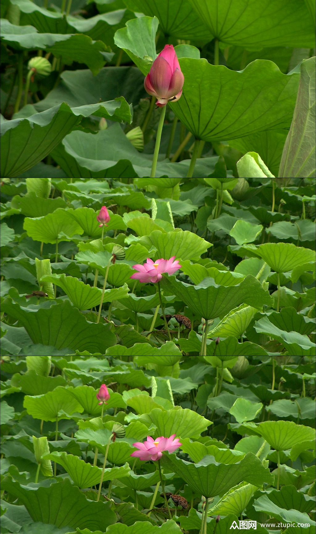 池塘蜻蜓荷花夏天荷叶素材