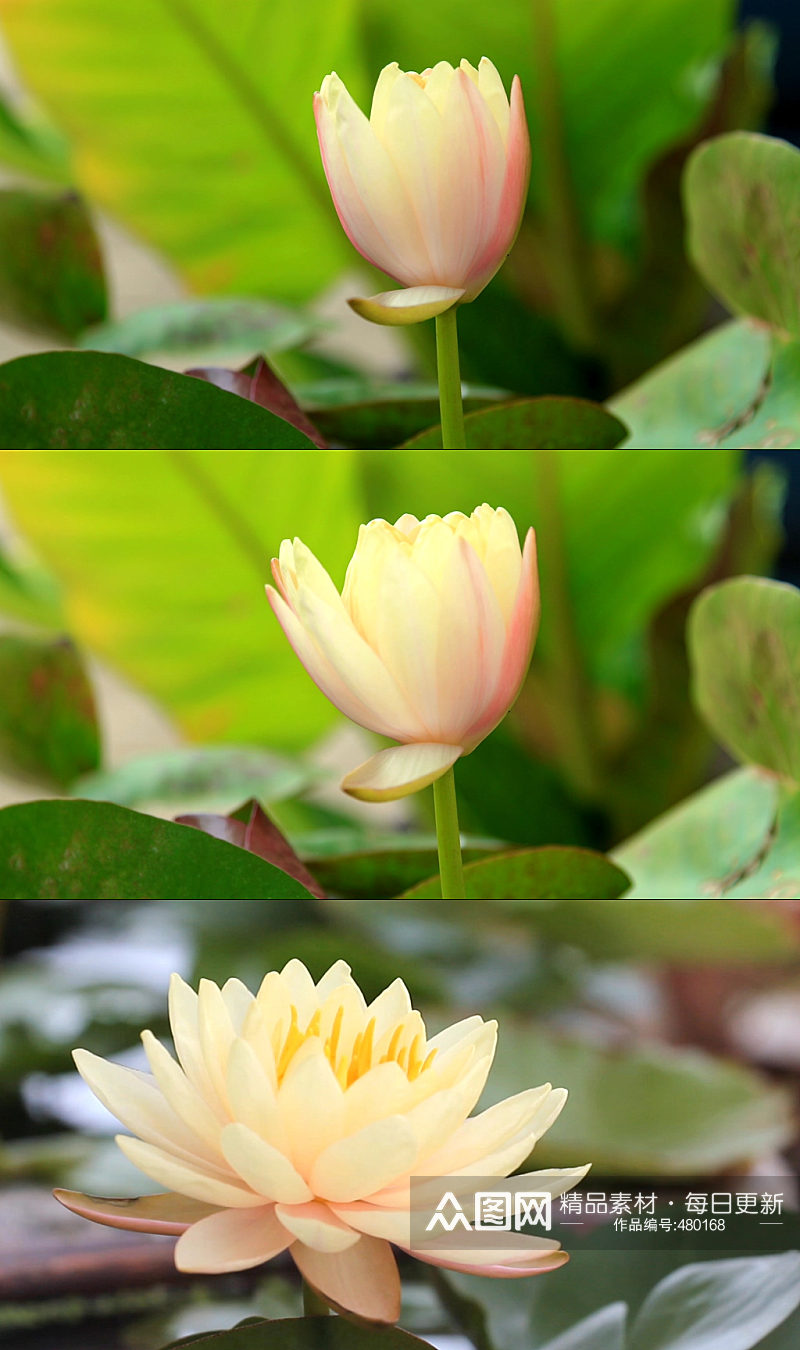 池塘蜻蜓荷花夏天荷叶素材