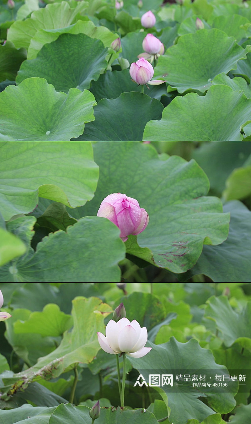 池塘蜻蜓荷花夏天荷叶素材