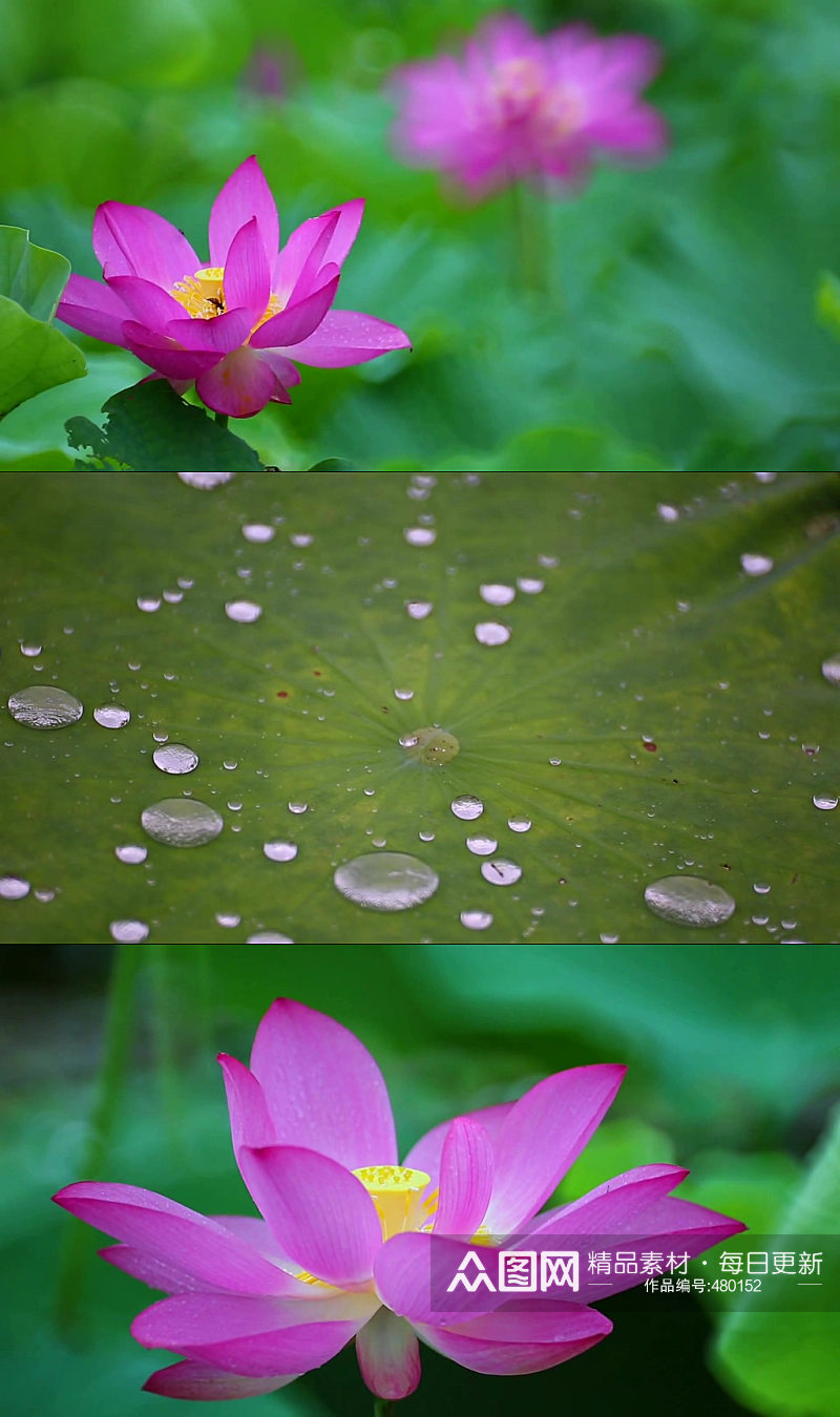 池塘蜻蜓荷花夏天荷叶素材