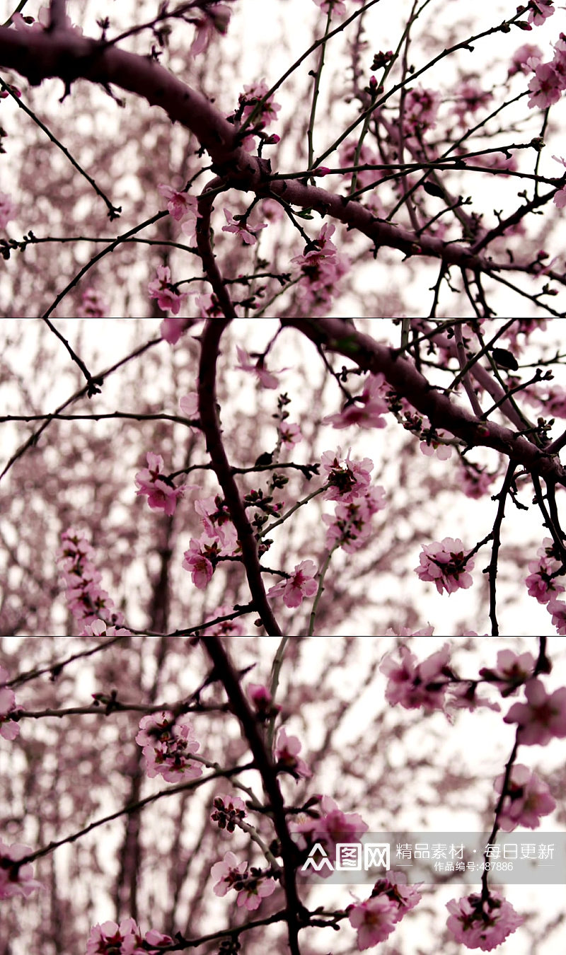 唯美浪漫樱花树实拍素材