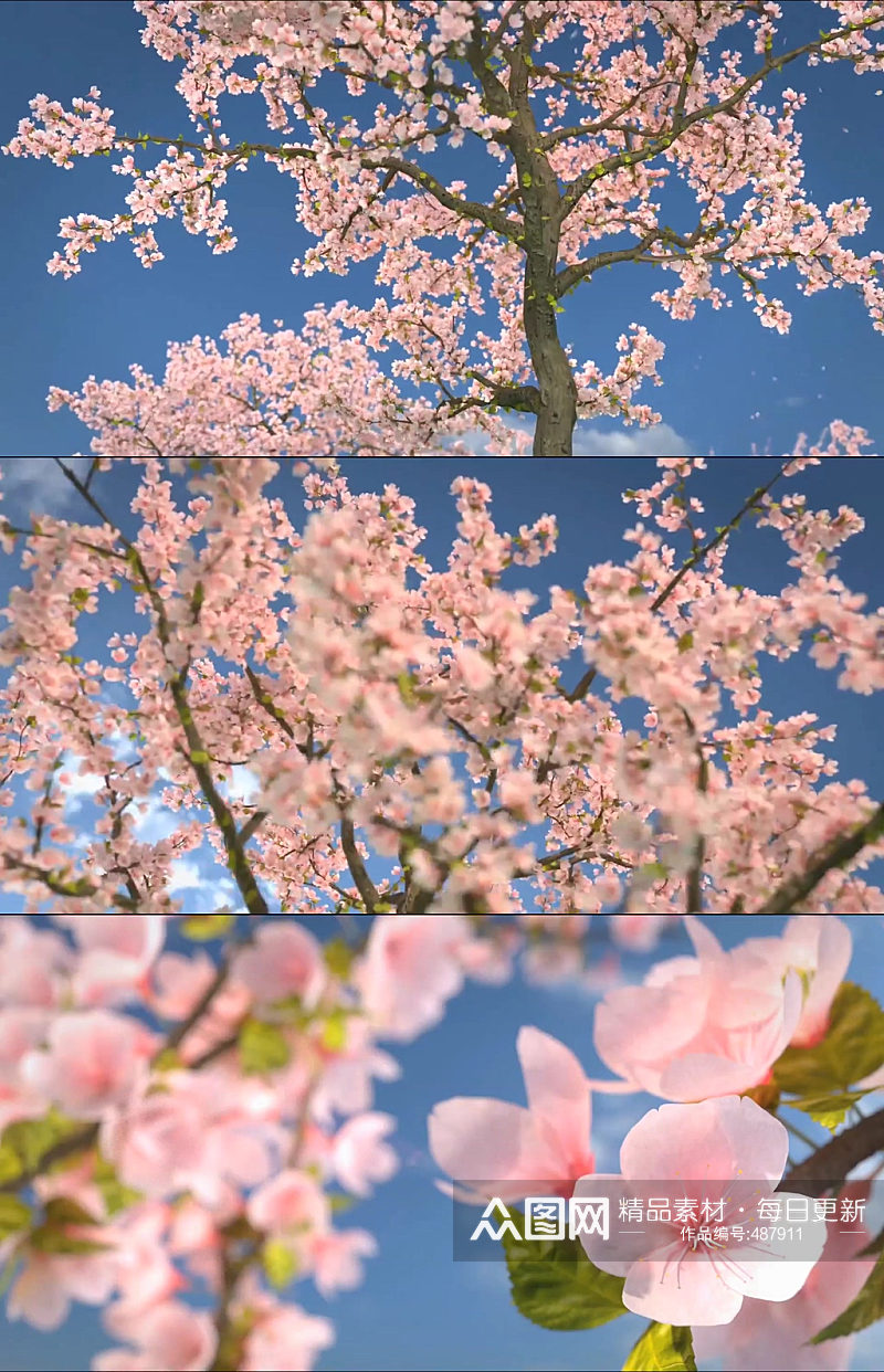 唯美浪漫樱花树实拍素材