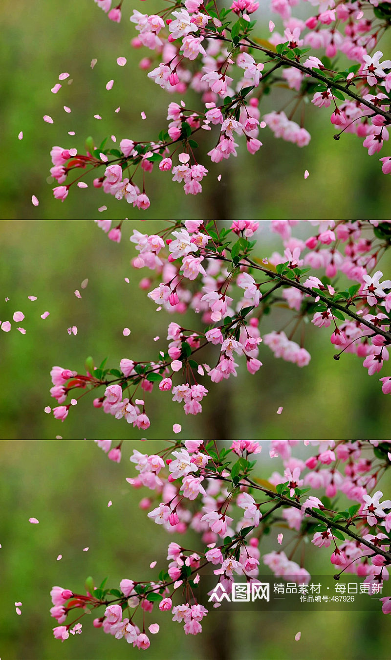 唯美浪漫樱花树实拍素材