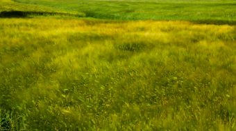 唯美金色麦田麦浪实拍-众图网