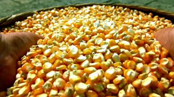 农业唯美金色麦田麦浪玉米实拍视频-众图网