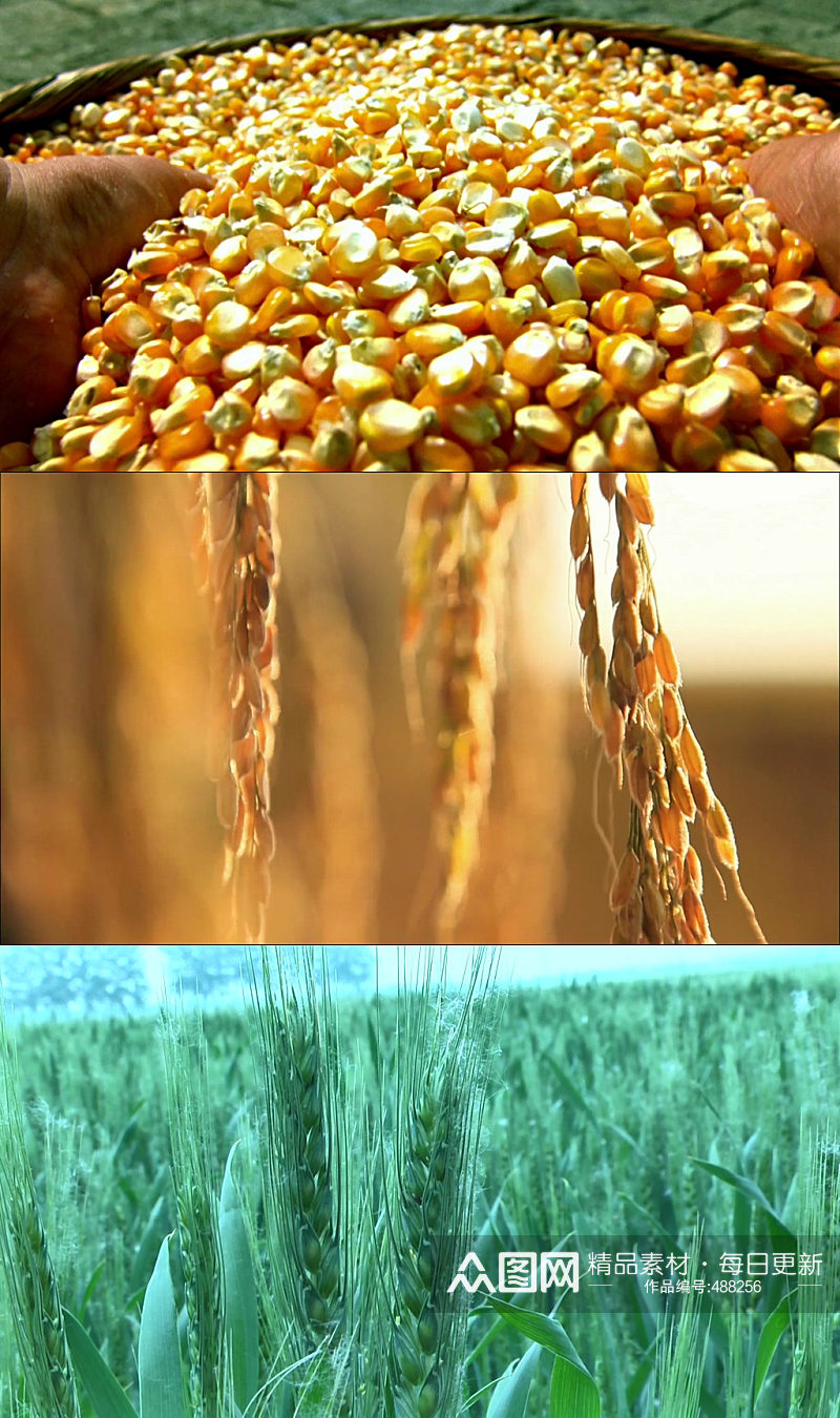 农业唯美金色麦田麦浪玉米实拍视频素材