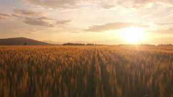 唯美金色麦田麦浪实拍-众图网