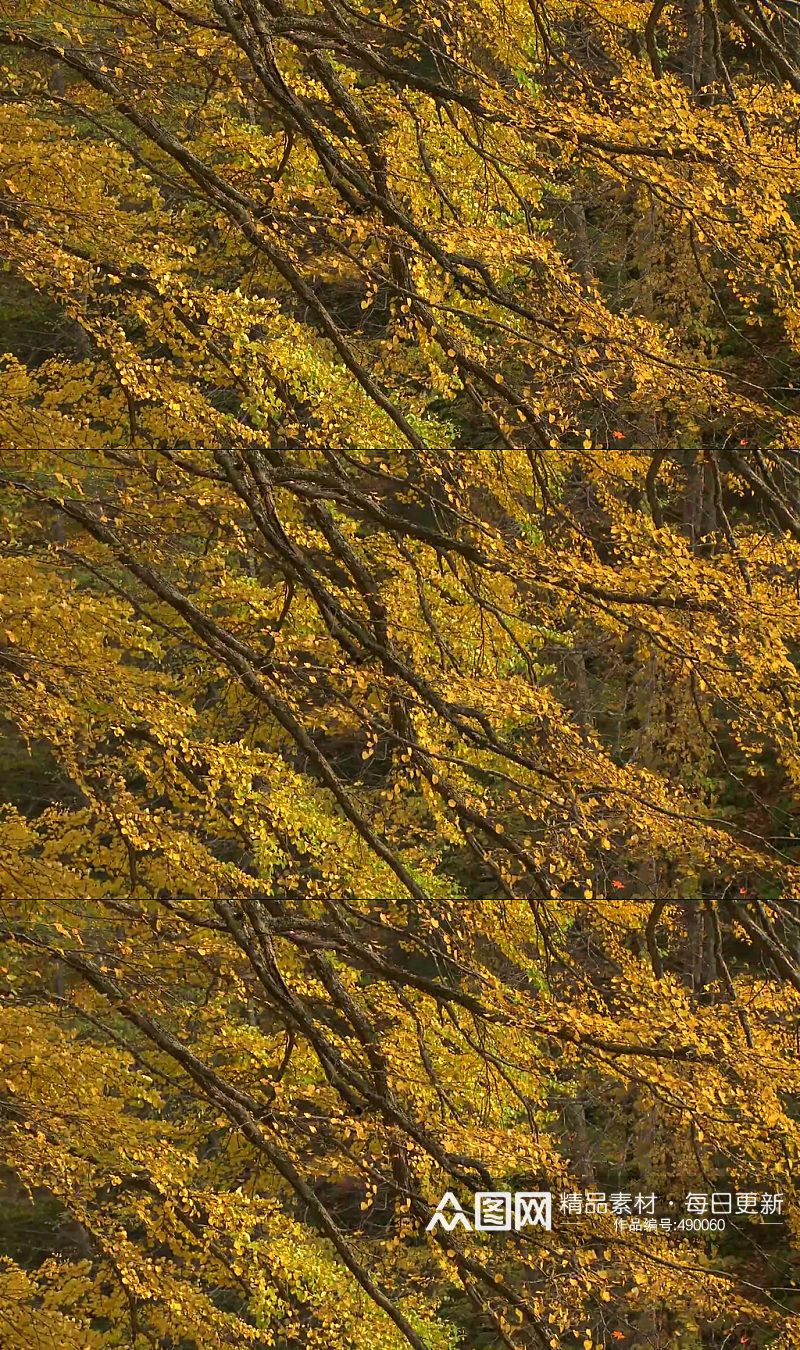 秋天秋季枫树枫叶实拍素材
