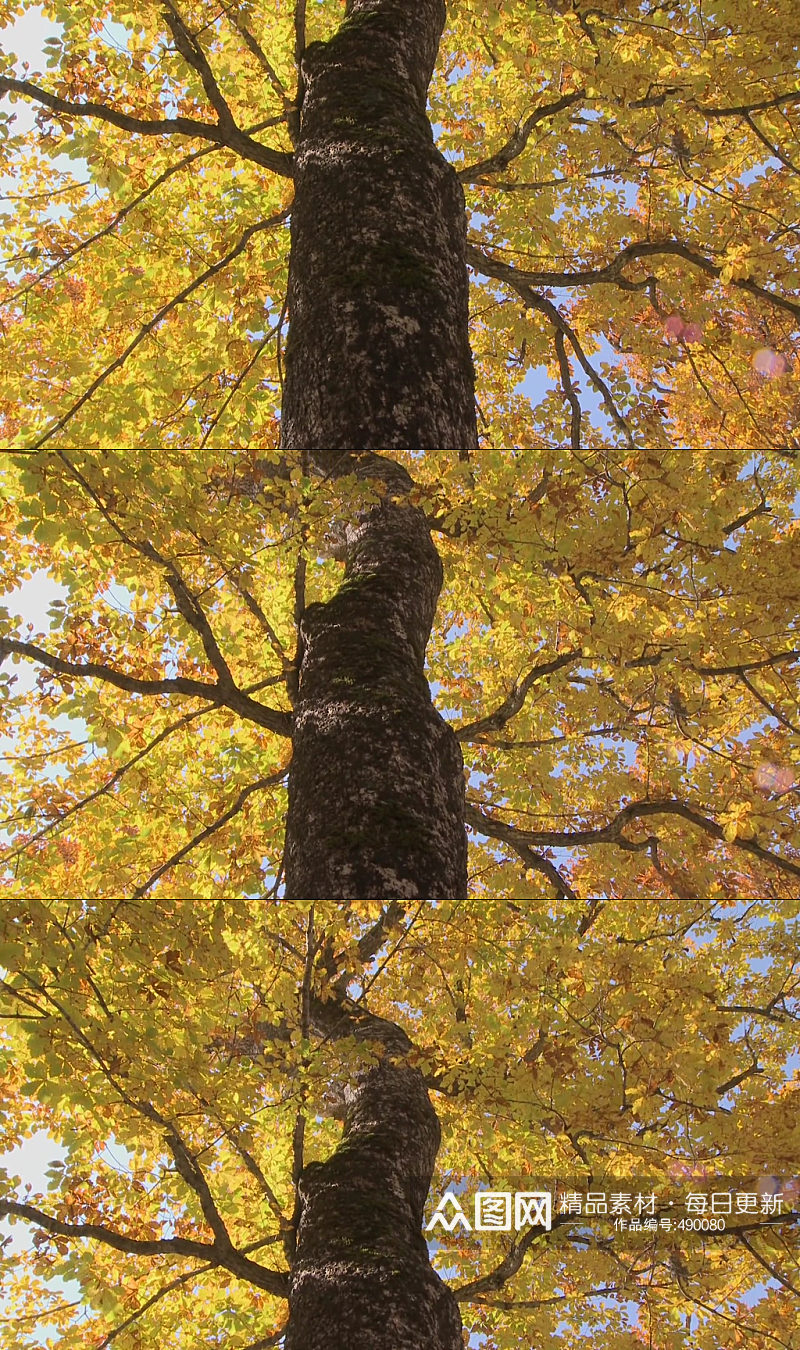 秋天秋季枫树枫叶实拍素材