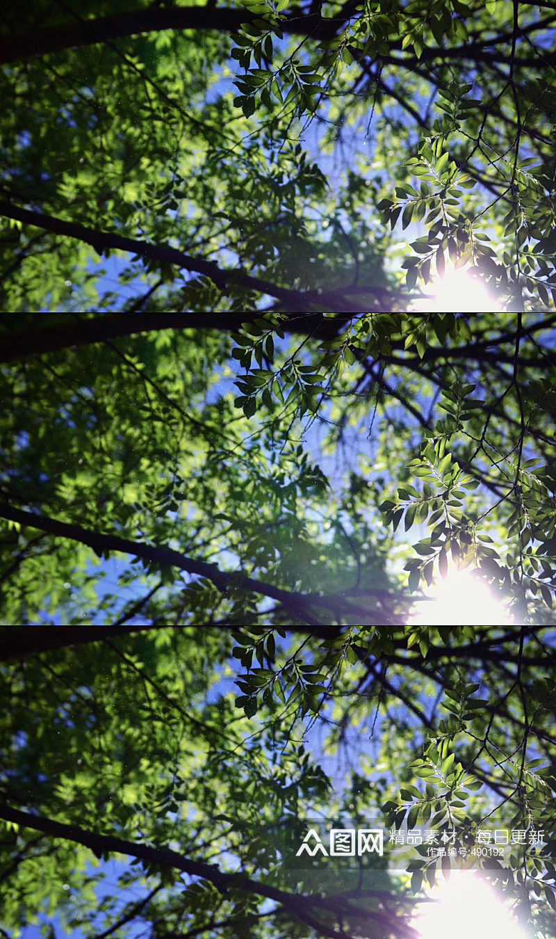 唯美阳光森林实拍视频素材