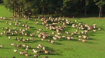 大草原大自然动物实拍-众图网